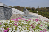 綺麗に咲く芝桜